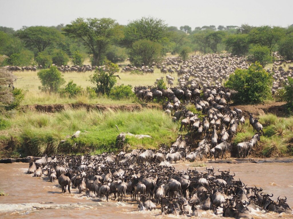Wildebeest Great Migration crossing a river during an Africa wildlife safari.
