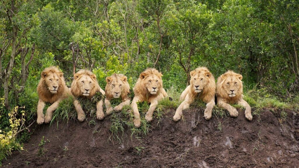 Primacy experience of seeing a pride of lions up close while staying inside an Africa nature reserve.