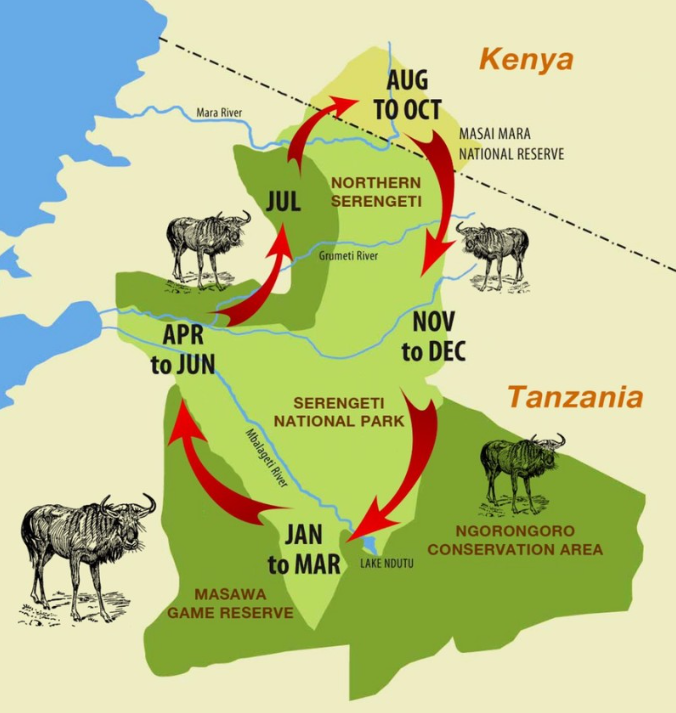 The Great Migration map Masai Mara vs Serengeti safari 2026
