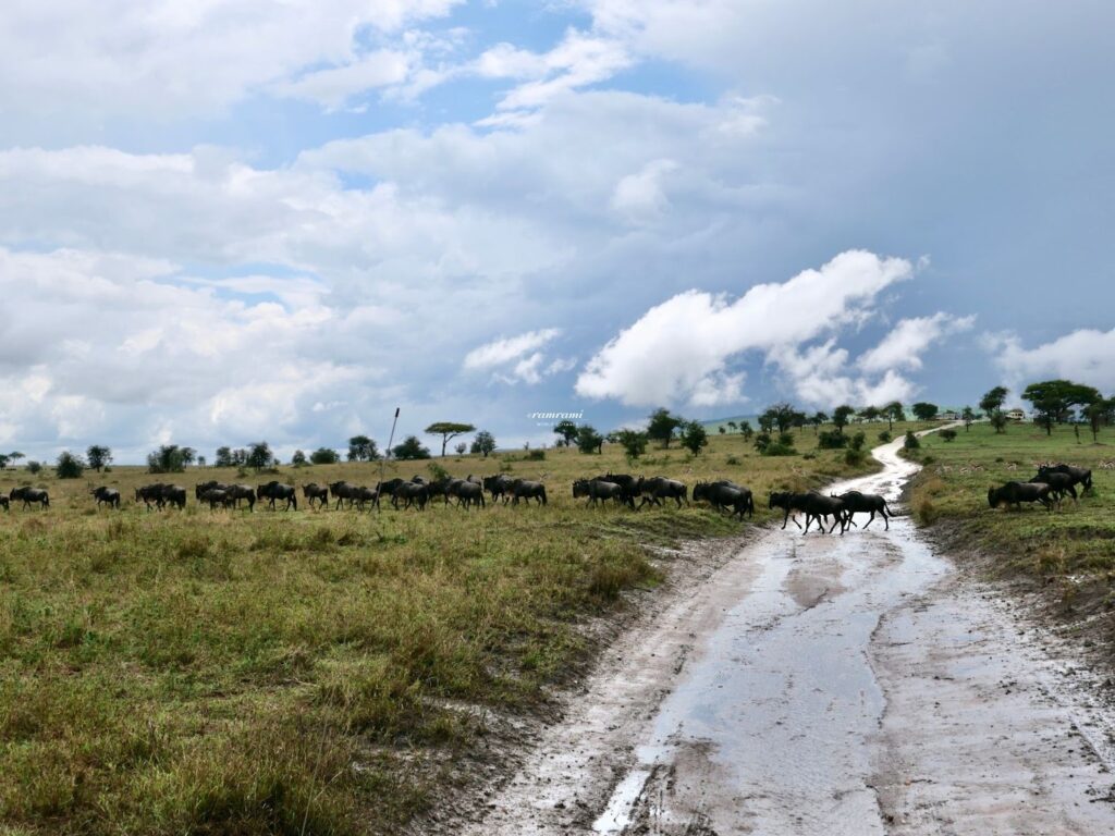 Kenya National Park Fees 2026: Is Masai Mara Still Worth It? Wildebeests crossing a muddy road in Masai Mara Kenya during Great Migration