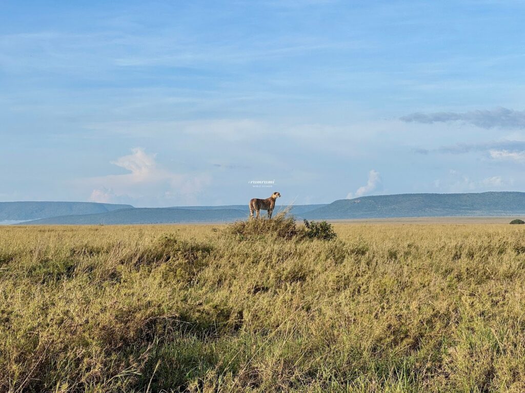 Kenya National Park Fees 2026: Is Masai Mara Still Worth It? Predator sightings in Amboseli National Park