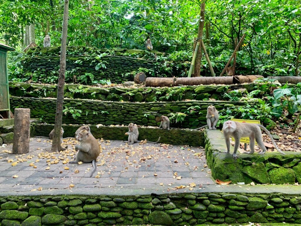 Ubud Monkey Forest: Is It Worth Visiting in 2026? Long-tailed macaques in the jungle of Sacred Monkey Forest Ubud