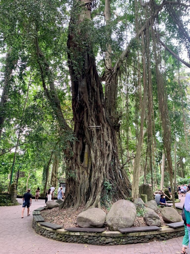 Ubud Monkey Forest: Is It Worth Visiting in 2026? Giant sacred Beringin Banyan tree in Sacred Monkey Forest Ubud
