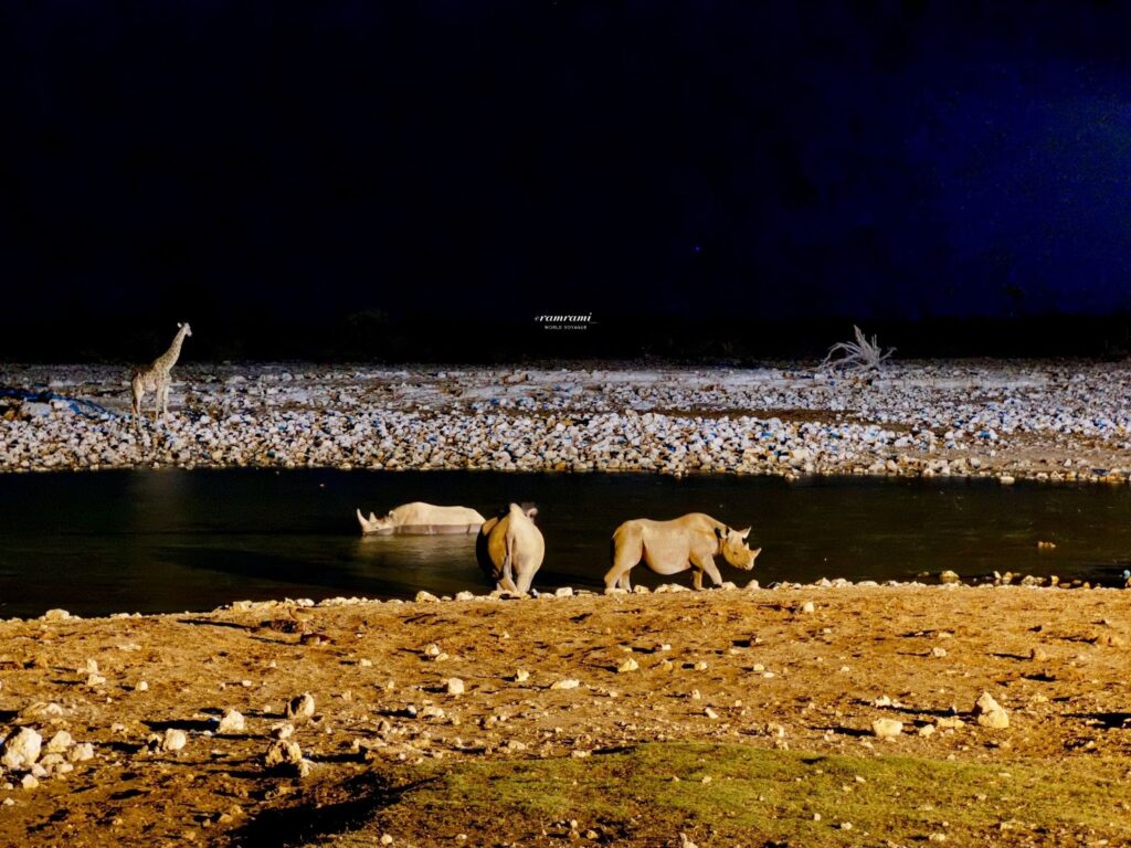Etosha National Park waterhole wildlife concentration dry season Africa
